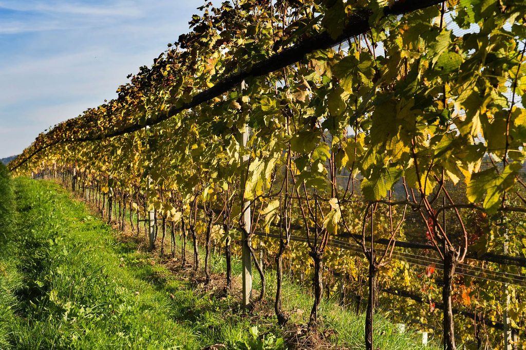 Tenuta Vitivinicola Ferrari
